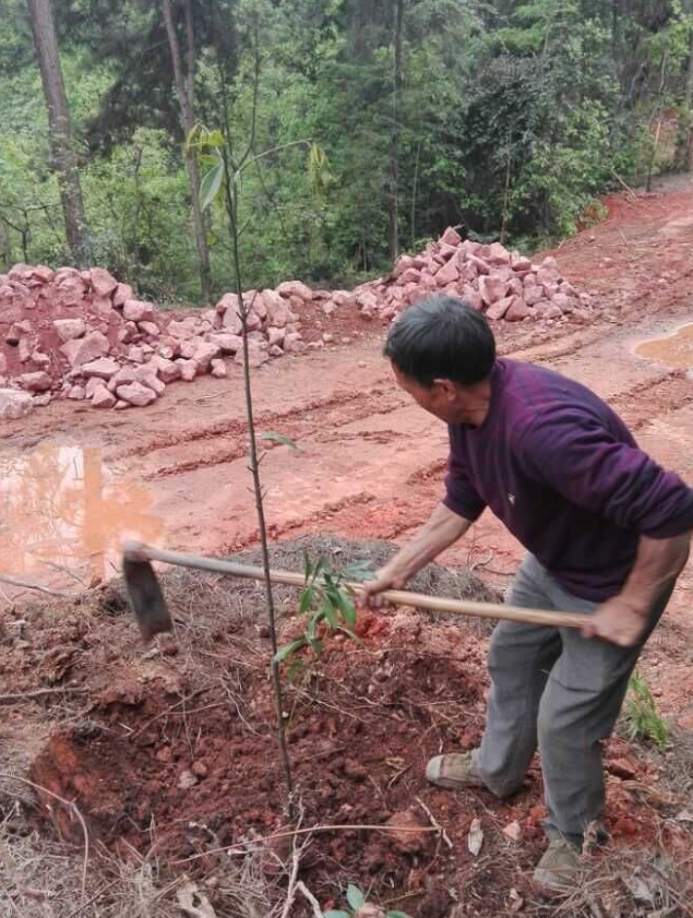 石城山工区施底肥，苗木修剪及栽植4.png